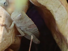 Goniaea australasiae