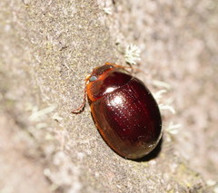 Paropsisterna rufipes