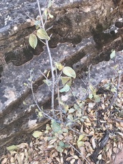 Frangula betulifolia