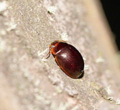 Paropsisterna rufipes