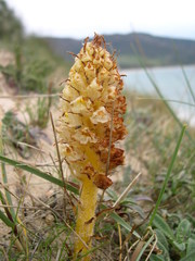 Orobanche densiflora
