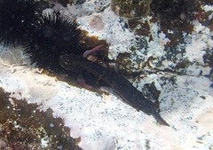 Ophioblennius atlanticus