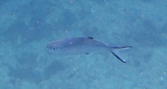 Trachinotus ovatus