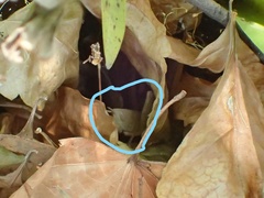 Goniaea australasiae