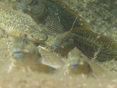 Parablennius parvicornis