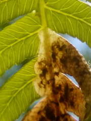 Phytoliriomyza tearohensis