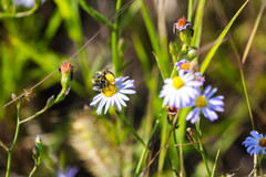 Melissodes communis communis