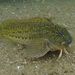 Rock-pool Blenny - Photo (c) Stan van Remmerden, some rights reserved (CC BY-NC), uploaded by Stan van Remmerden