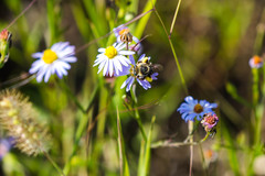 Melissodes communis communis