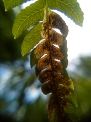 Phytoliriomyza tearohensis