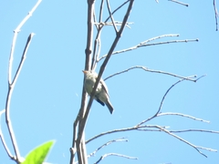 Contopus cinereus