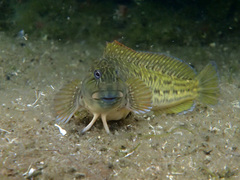 Parablennius parvicornis
