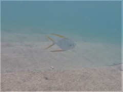 Trachinotus rhodopus