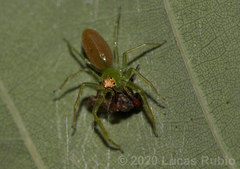 Lyssomanes pauper