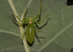 Lyssomanes pauper