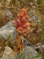 Orobanche kochii