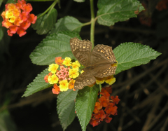 Junonia chorimene