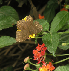 Junonia chorimene