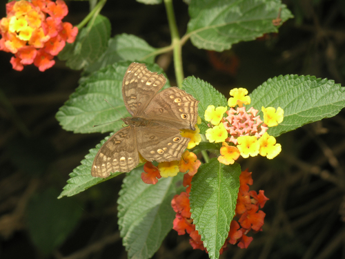 Golden Pansy