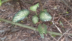 Dieffenbachia seguine