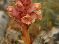 Orobanche kochii