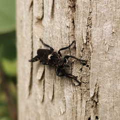 Pritchardia hirtipes
