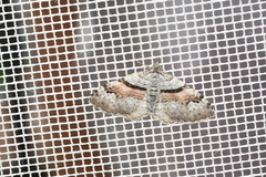 Xanthorhoe packardata