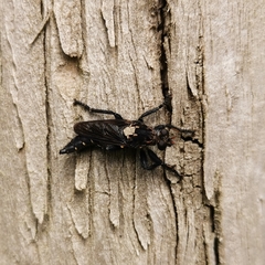 Pritchardia hirtipes