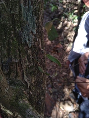 Dendrobium tetragonum