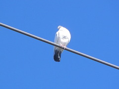 Columba livia domestica