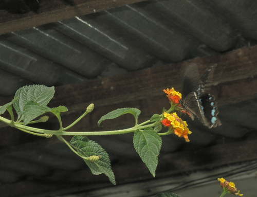 Narrow Green-banded Swallowtail