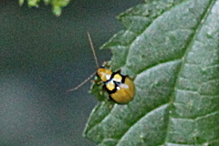 Monolepta oculata