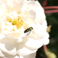 Bilyaxia concinna