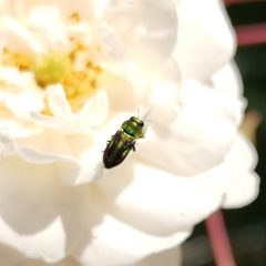 Bilyaxia concinna