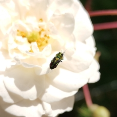 Bilyaxia concinna