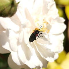 Romanophora verecunda