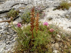 Orobanche reticulata