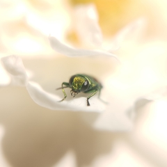 Bilyaxia concinna