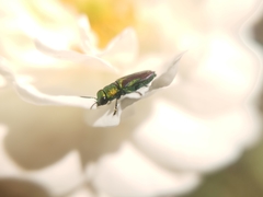 Bilyaxia concinna