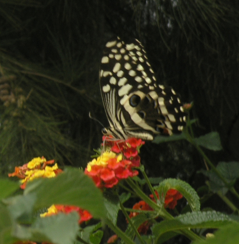 Citrus Swallowtail