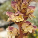 Thistle Broomrape - Photo (c) Sébastien SANT, some rights reserved (CC BY-NC), uploaded by Sébastien SANT