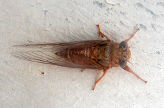Pauropsalta similis