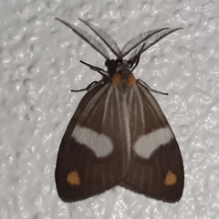 Nebulosa erymas
