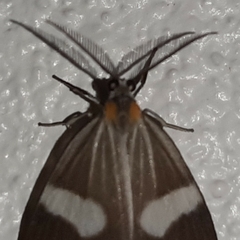Nebulosa erymas