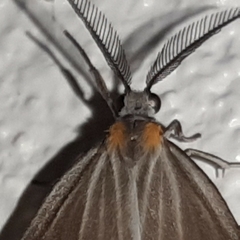 Nebulosa erymas