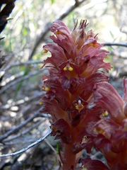 Orobanche rigens