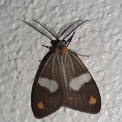 Nebulosa erymas