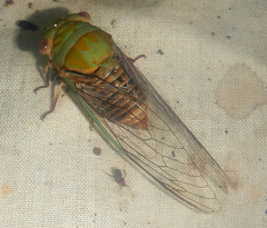 Macrotristria intersecta