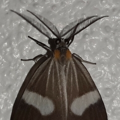 Nebulosa erymas