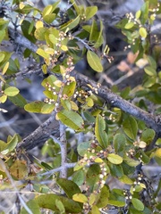 Sageretia wrightii